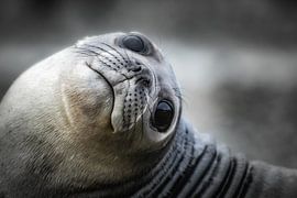 Zeeolifant pup op South Georgia van Ron van der Stappen