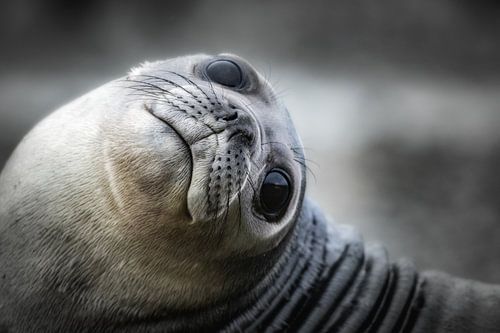Zeeolifant pup op South Georgia