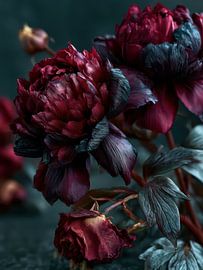 Still Life with Dark Roses and Peonies by Egon Zitter