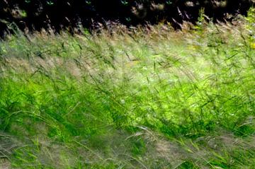 GRÄSER 3 von Miroslav Ptacek