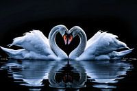 Two swans form heart on water
