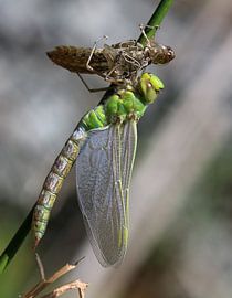 Large king dragonfly by Matthias Brix