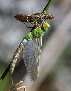 Große Königslibelle