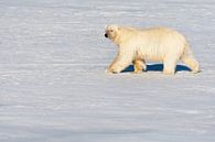 Polar Bear on Svalbard by Beschermingswerk voor aan uw muur thumbnail