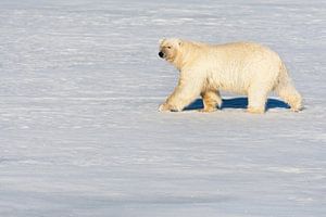 Eisbär wandert auf dem Packeis von Beschermingswerk voor aan uw muur