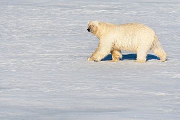 Polar Bear on Svalbard by Beschermingswerk voor aan uw muur