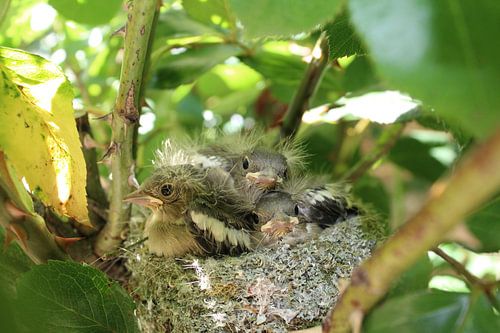 Jonge vogeltjes in hun nest von Petra Van Hijfte