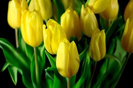 Tulpe von Thomas Jäger