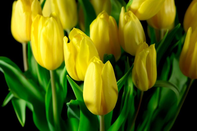 Tulip by Thomas Jäger