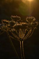 goldene Stunde