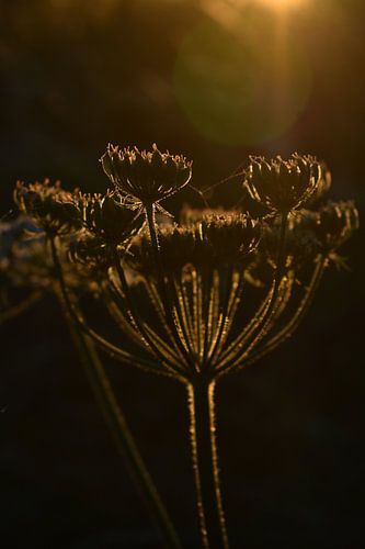 golden hour
