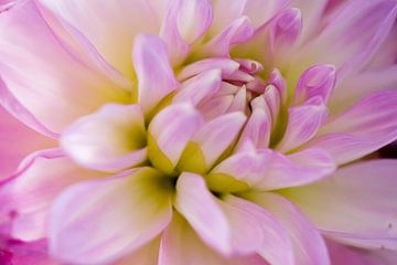 Chrysant von Jehee Fotografie