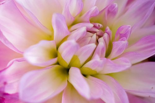 Chrysant