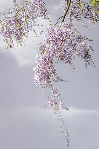 Wisteria. Blauweregen. Lente.