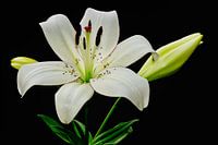 Large white lily in full bloom