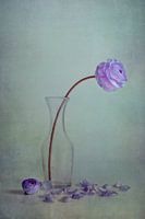 paarse lente