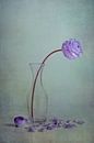 purple Spring von Claudia Moeckel Miniaturansicht