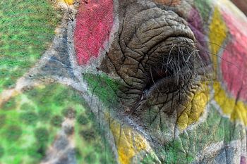 Elephants eye during the Holy-festival