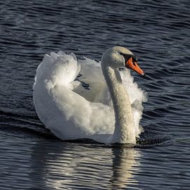 Knobbelzwaan von Cees van der Linden