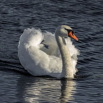 Mute swan