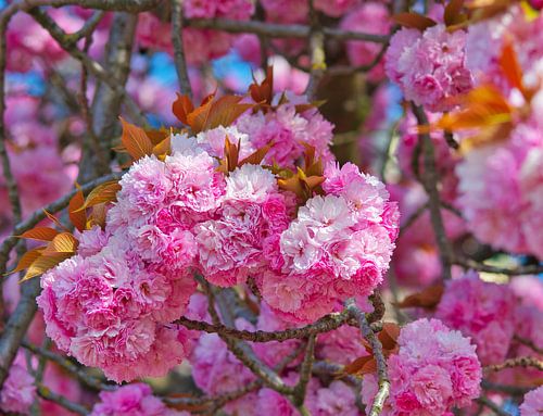 Prunus serrulata roze lente bloesem bol in april