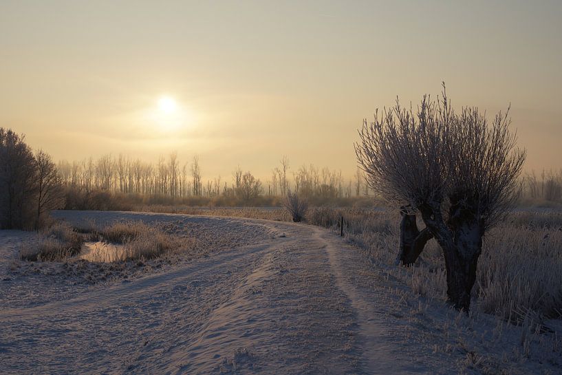 Besneeuwde dijk en wilgen van Michel van Kooten