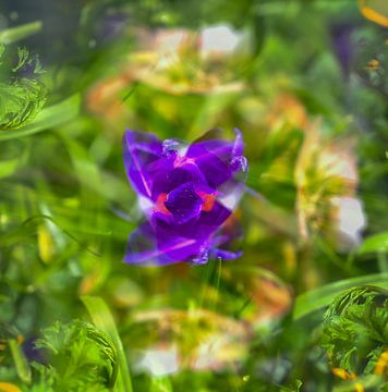 Crocus fantasy in Purple by Kees Westdijk
