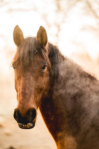 Portrait d'un cheval brun au soleil