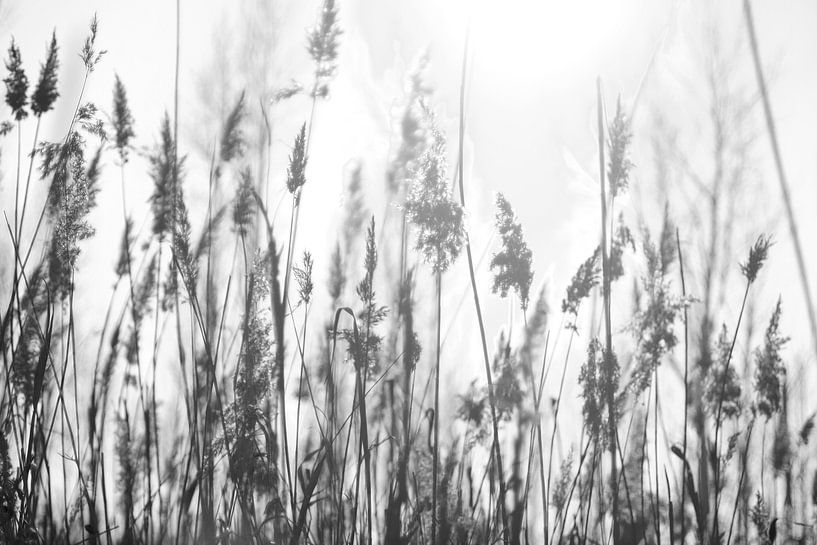 Des panaches dans le vent par Sandor Ploegman-Stam