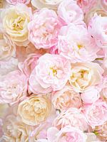 Roze Rozen