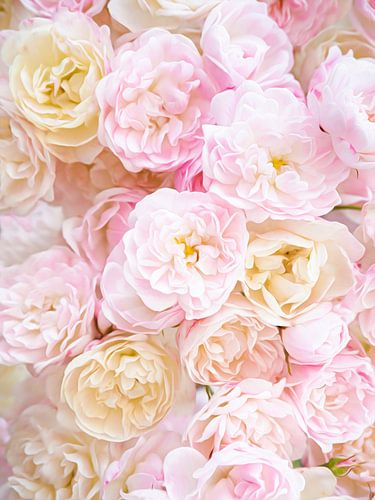 Rosa Rosen von Gys & Lucy