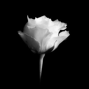 rose blanche