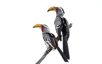 Paartje zuidelijke geelsnavel tokken