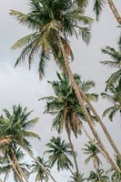 Palm trees in Sri Lanka | Photoprint colourful travel photography