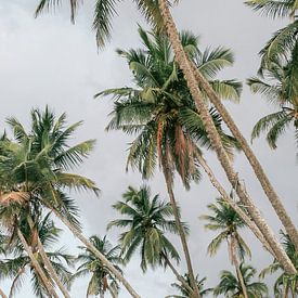 Palmbomen Sri Lanka van HelloHappylife