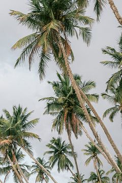 Palm trees in Sri Lanka | Photoprint colourful travel photography by HelloHappylife