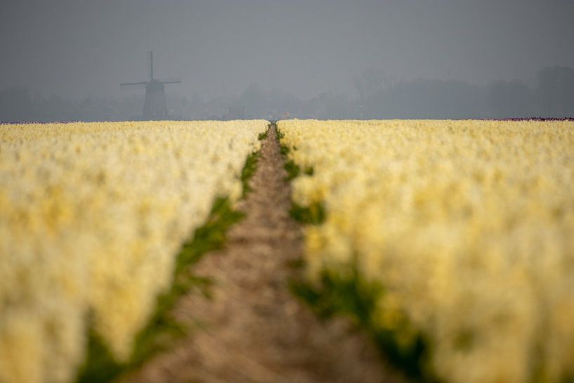 Molen in de mist by peterheinspictures