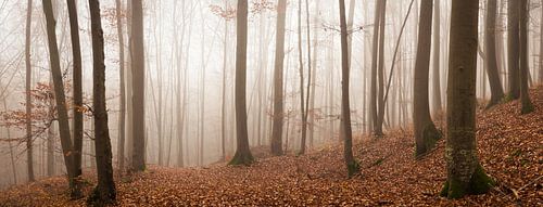 Mysterieus sprookjesbos in het panorama
