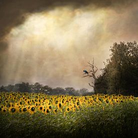 Sonnige Blumen von Iris van Heusden