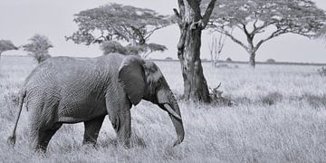 Elefant mit Löwin von Marco van Beek