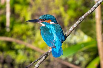 Ijsvogel op tak. van Arthur Bruinen