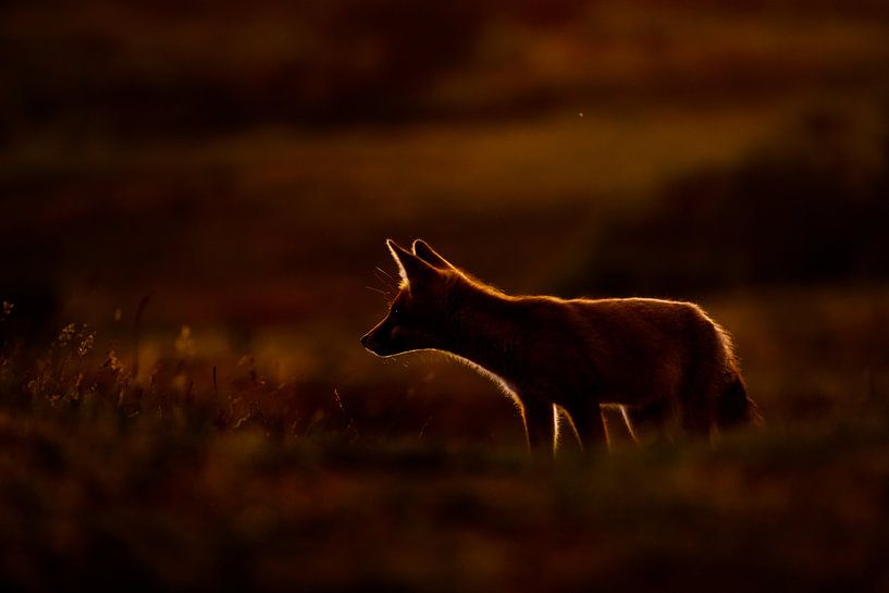 fox par Pim Leijen