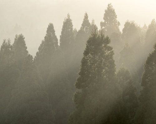 Morgenlicht durch die Kiefern