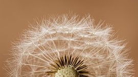 Panorama of half a Dandelion by Marjolijn van den Berg