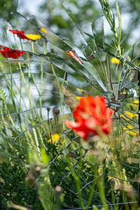 Zerbrochener Sommer