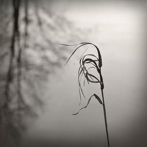 In The Wind