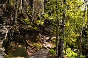 Frienstein, Saxon Switzerland - Birch forest at Grottenwart by Pixelwerk
