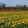 Panorama, tulpenvelden in Noordwijk van Yanuschka | Fotografie Noordwijk