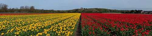 Panorama, tulpenvelden in Noordwijk