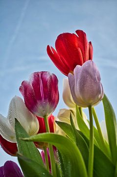 Tulpen, kikkerperspectief von Mirjam Van Houten